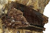 Fossil Dinosaur (Tyrannosaurus rex) Partial Tooth in Situ - Wyoming #356971-1